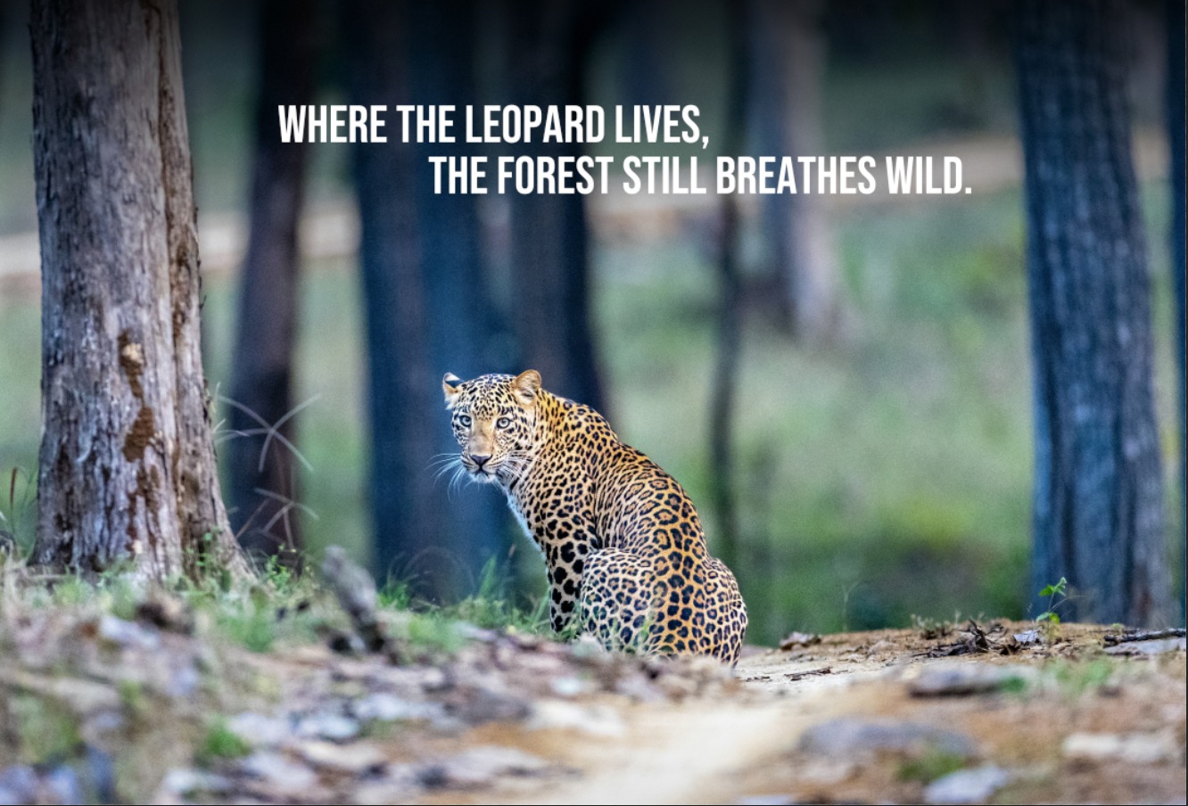 A tiger cub peeking from behind a tree