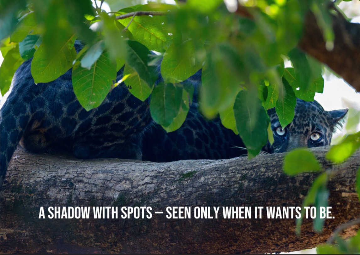 Community rangers on patrol in the forest