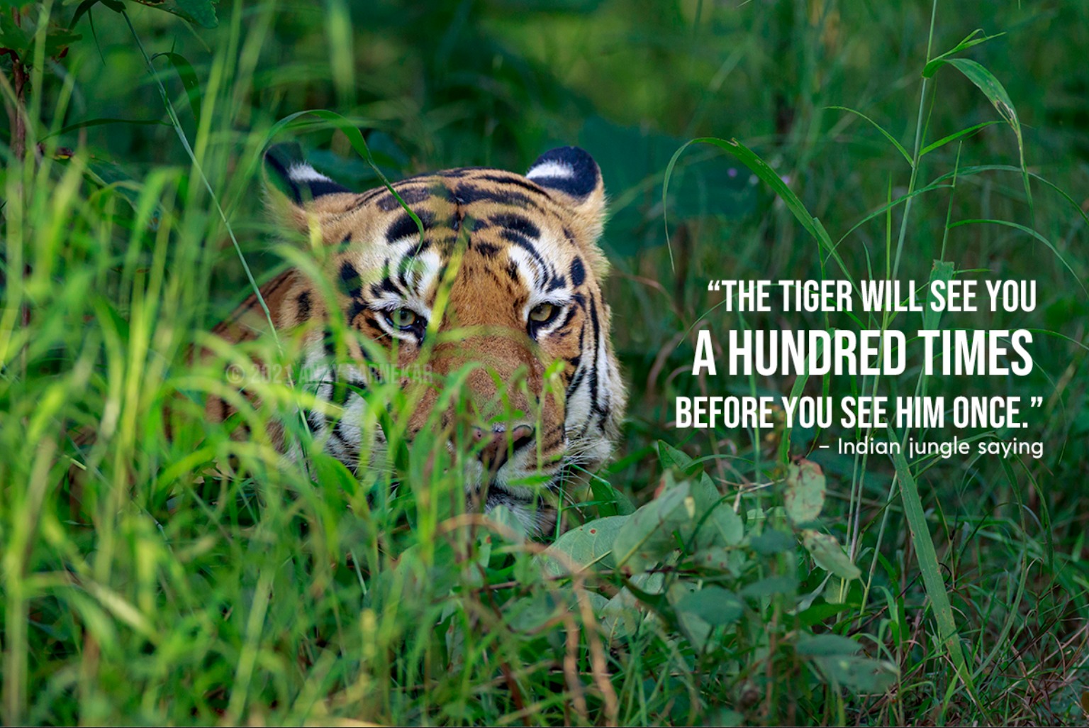 A camera trap image of a leopard at night