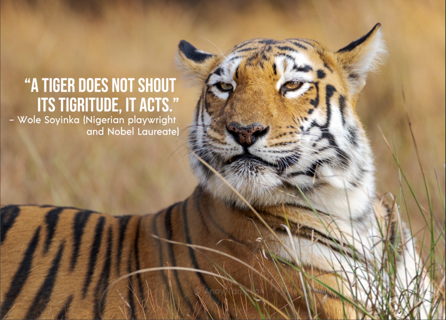 Tiger by a waterfall representing habitat protection