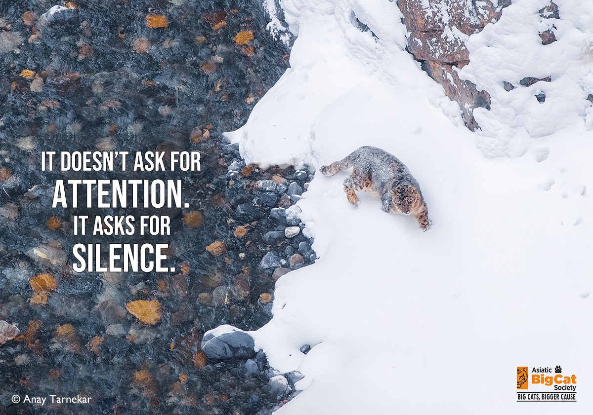 A tiger walking through a grassy field