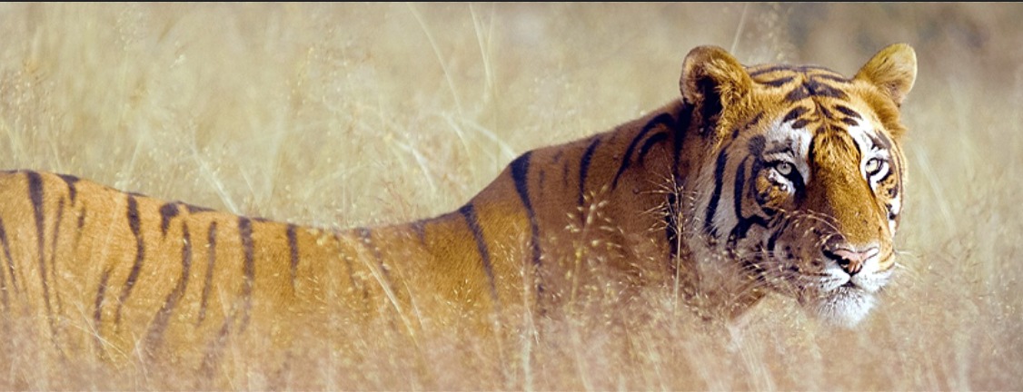 Lush green forest corridor